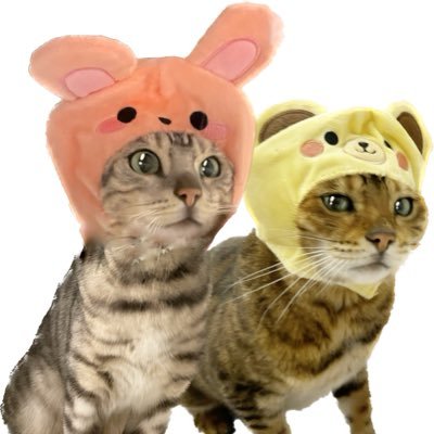 【猫との暮らしに役立つ情報】を不定期発信|インスタで皆様の愛猫家宝イラストプレゼント🥳🖼幸せな猫ライフを願っています✨ベンガル猫姉妹ヴェル&イヴ【ベンガールズ👯♀️】|Instagramに全てあります😸お気軽に絡んでください🍀https://t.co/LmbybArRTi