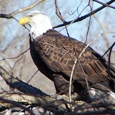 Shape of an eagle but heart of an angel. Both red and blue tweets from Lowell Massachusetts - culture, business, and civics from the Merrimack River Valley.