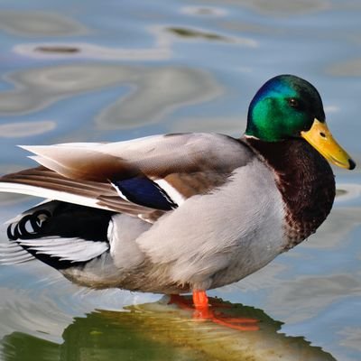 詩・短歌など不定期配信しています🦆　メインは短歌です🦆　たまに川柳もやってます🦆🦆🦆　日本に定住することに決めました🦆🦆🦆　フォローをお願いしま〜す🦆🦆🦆🥰🥰🥰