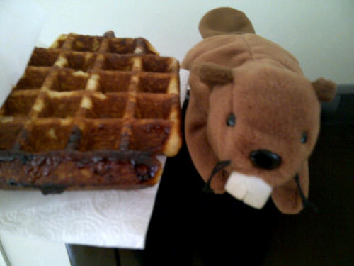 wafflingbeaver's profile picture. A #privacy beaver who is also a patron of the arts.