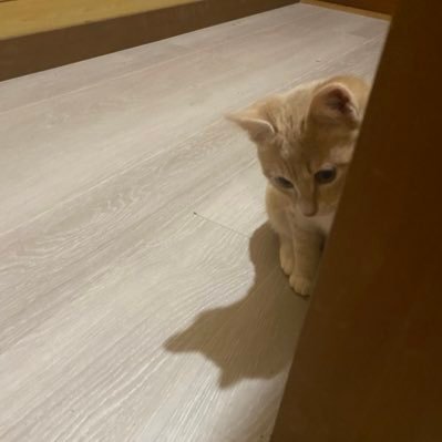 ichigo15kh's profile picture. 両親と愛猫2匹➕入猫3匹と一緒に田舎暮らしヾ(・ω・)ゞ 猫の写真多め…(*ΦωΦ)ｱﾊｧ…♥（猫族増えるみたい）
