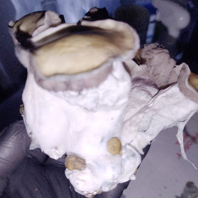 Mushroom Hobbyist,  #mentalhealth  #Cubensis #Psilocybin  #mushrooms  ~  all photos are mine, nothing for sale