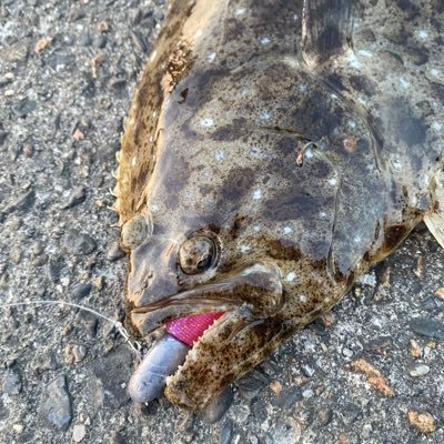 ちくわくん ちくわくん (@chikuwakun907) / Posts / X