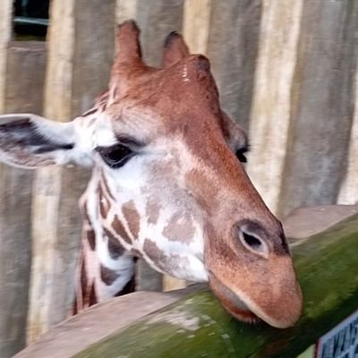 nothing81238123's profile picture. 