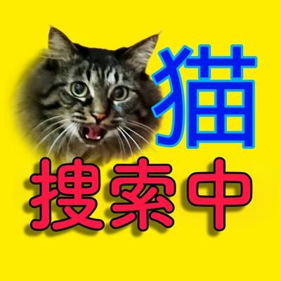 tantan2022maigo's profile picture. 墨田区から埼玉県越谷市へ引っ越した時に脱出。

猫探偵さんにお世話になりながらあらゆる事をしていますが見つかりません。

チップあり、緑色の目、左目やや奇形、長毛、雑種 、長いの尾、小さなメインクーン、ノルウェージャンフォレストに似てます。

家族というより命です😢💕
どんな事でも御連絡下さい🙇‍♀️