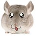 Chinchillax (@chinchillaxmd) Twitter profile photo Chinchillax (@chinchillaxmd) Twitter profile photo