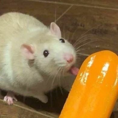 increctHiveswap's profile picture. helping edtwt and shtwt be safer ○ They/Them ○ Queer, Jewish, Intersex