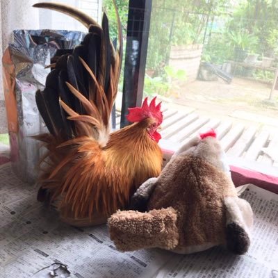 a_m3n7's profile picture. 小麦🐓2013/12/19〜2022/5/4