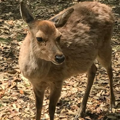 久しぶりにTwitter始めました　サッカー（国内、国外問わず）、モータースポーツ好き　徐々に自分から情報発信できたら