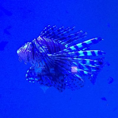 amedasu1000's profile picture. 