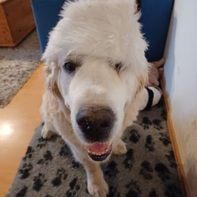 ozzymamma's profile picture. 