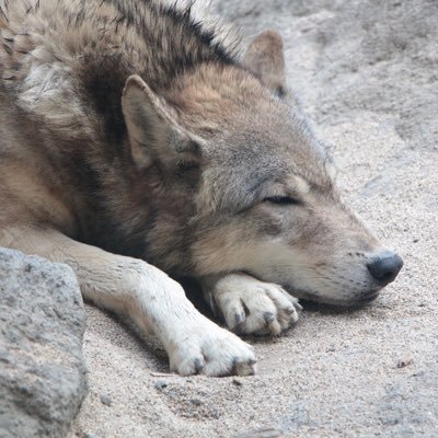 オオカミと火山が好きです 無言フォローすみません💦