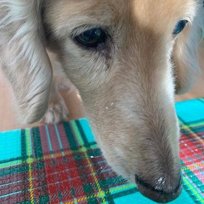 whiteanoymas's profile picture. PC・3DCG・3Dプリンター・修理etc