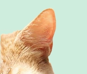 moggius's profile picture. ;-)