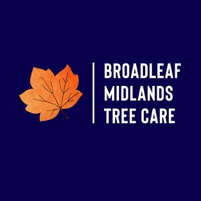 Tree Surgeon 🌳
5* Reviews 🌟
Professional Arboriculture. Tree Maintenance, Tree Removal, Hedge Trimming, Stump Services & more. Check out our website below. 🍁