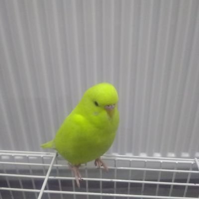 MehmetErtosun13's profile picture. 