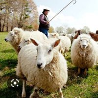 The Shepherd (@god_guide_me) 's Twitter Profile