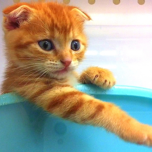 Animal_Movie's profile picture. ねこ動画botです。猫以外の小動物もアップします。相互フォロー中。リプライもらえたら返信します。　Tumblr【http://t.co/hlk0jDmDC6】　Facebook【http://t.co/URThAgfm2R】
