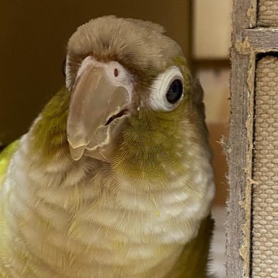 WJ2zkso9SGjhj03's profile picture. オカメ＆ウロコ＆コザクラと楽しく暮らしてます！ JO1箱推し❤️🍮🦒兵庫県人なので基本🍓👽無言フォロー失礼します！#オカメインコ#ウロコインコ#JO1