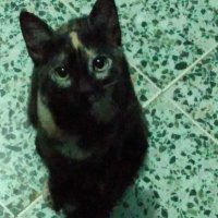 AntonioMasota (@masotadino) 's Twitter Profile Photo