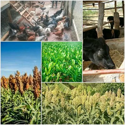 KerichoKcsap's profile picture. Kenya Climate Smart Agriculture Project