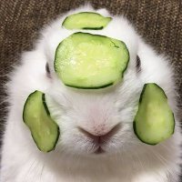 ピクルス (@creek1848) 's Twitter Profile