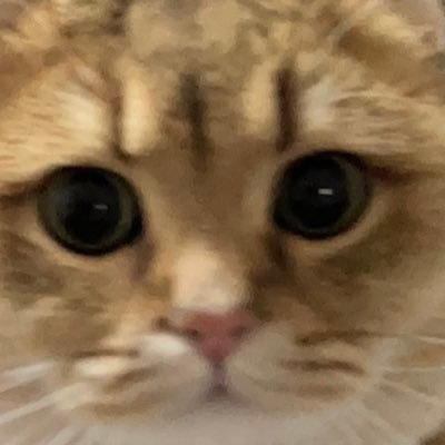 PamZhan86558432's profile picture. 