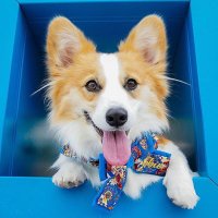 corgi lover community (USA) (@corgilovercomm2) 's Twitter Profile