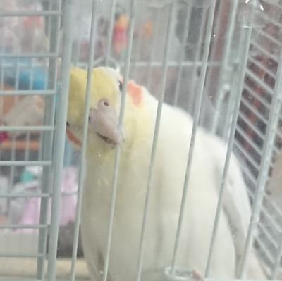 pikorin7120's profile picture. ほぼROM専、壁打ち/20↑
父水
基本地雷なしです