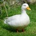 Not a Quail (@avalunde) Twitter profile photo Not a Quail (@avalunde) Twitter profile photo