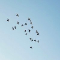 ポッポ (@nekokabusan) 's Twitter Profile