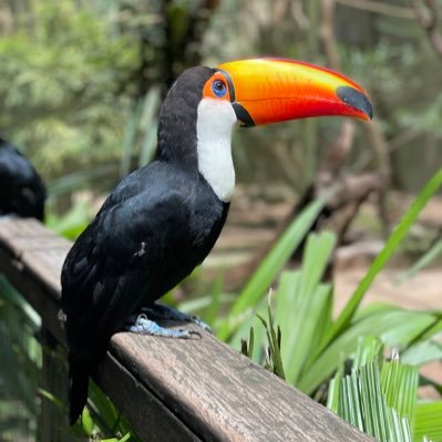 pmpascoal's profile picture. 