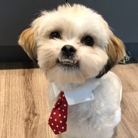Dom (@cool_guy_dom) 's Twitter Profile