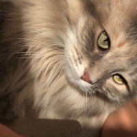 D O H A (@dohafakhri) Twitter profile photo