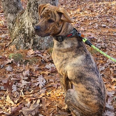 Arsonall's profile picture. Dad and husband. I like video games and sometimes talk about them. I also talk politics so if that bothers you, don't follow.