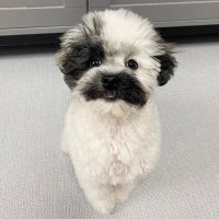 🍩UR (@meatloa33477624) 's Twitter Profile Photo 🍩UR (@meatloa33477624) 's Twitter Profile Photo