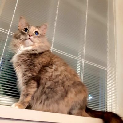 Big animal lover, especially kitties. Just here for the kitties. No Politics, DM's (if I don't know you),or solicitations. 😻🌈 RIP Valentina 2/17/20 🐾
