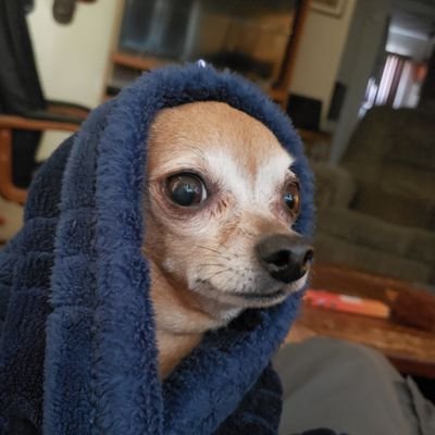 ReverseImmunity's profile picture. Trump won.
Kari Lake won.
Thanks if you follow. Thanks more if you retweet. Abolish the Department of Education, Abolish the IRS. Abolish the U.N.