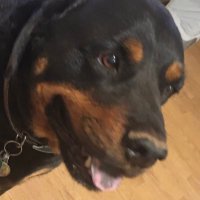 Chew: #MAGA (@gurliechew) 's Twitter Profile
