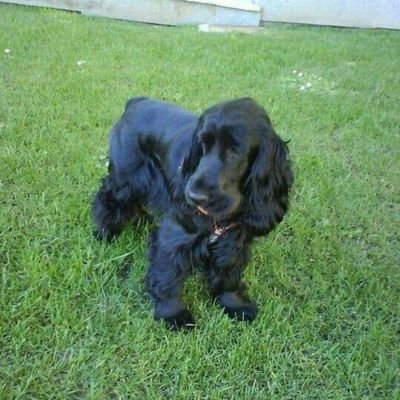 Angeles00764703's profile picture. δύσκολο τόσο όμορφο.
Amo a los animales, admiradora de Felix Rodríguez de la Fuente. Republicana. 
Odio las injusticias