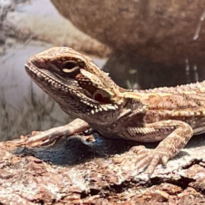 Mommyto9k's profile picture. Welcome to my insane life as a wife, mother, history major @CSFU and homeschooling mom of 9 kids!