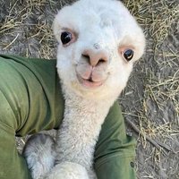 twentyfive (@tiventifayf) Twitter profile photo