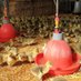 Boucherie Florian Ferme La Garrigue Haute (@lagarriguehaute) Twitter profile photo Boucherie Florian Ferme La Garrigue Haute (@lagarriguehaute) Twitter profile photo