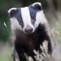 calderdale badger protection group(@Calderbadgers1) 's Twitter Profile Photo