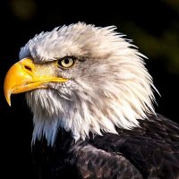 Angelical Eagle(@ABaroce) 's Twitter Profile Photo