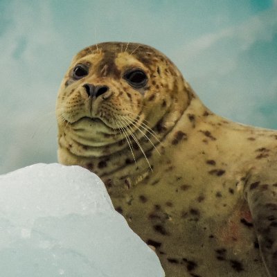 Photos by Andrew W. @andrewwindmills
Seals, and boats, and glaciers, OH MY