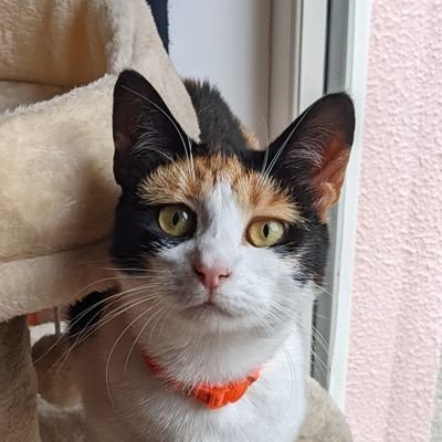 HecticReviews's profile picture. Tech, ecommerce, entrepreneurship,