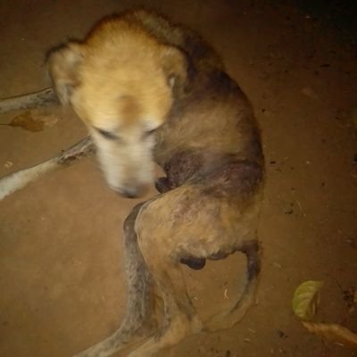 NdugwaJimmy1's profile picture. it was 25 of March 2011 that this beautiful dog was born but now experiencing healthy complications and needs immediate medical attention