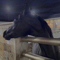 نواف الزدجالي (@alzadjali377) 's Twitter Profile
