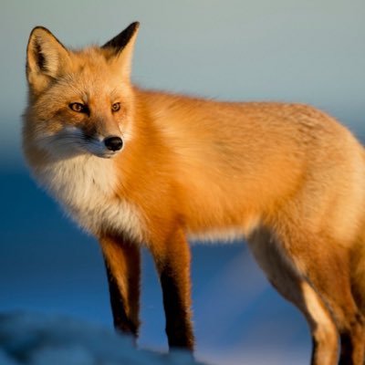 ZestyFoxDragon Profile Picture